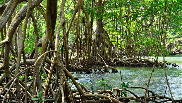 Los Haitises National Park Kayak Tour - Foto 3