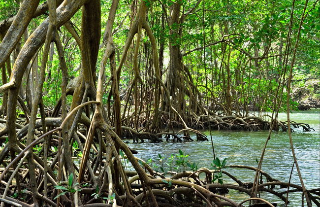 Tour en kayak por el Parque Nacional Los Haitises - Foto 3