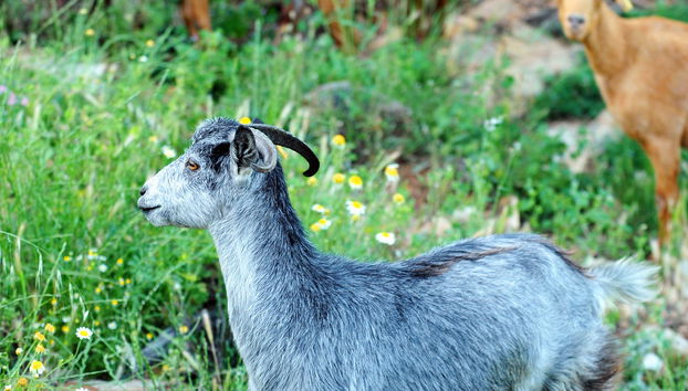 Visita a una quesería + Taller de queso de cabra - Photo 5