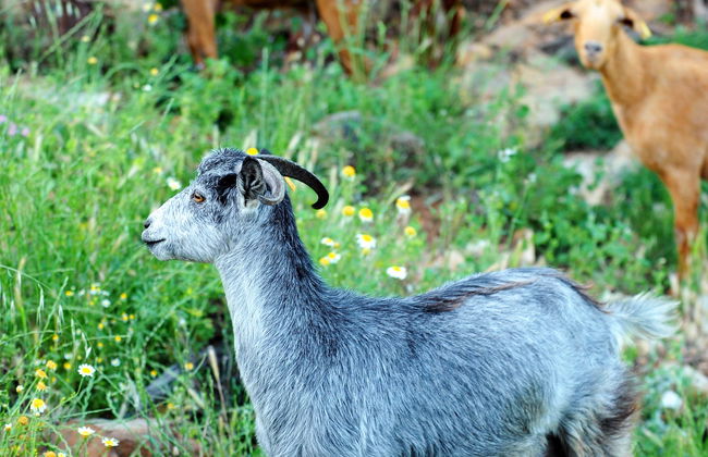Visita a una quesería + Taller de queso de cabra - Photo 5