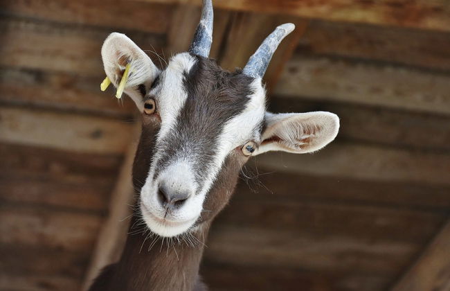 Visita a una quesería + Taller de queso de cabra - Photo 3