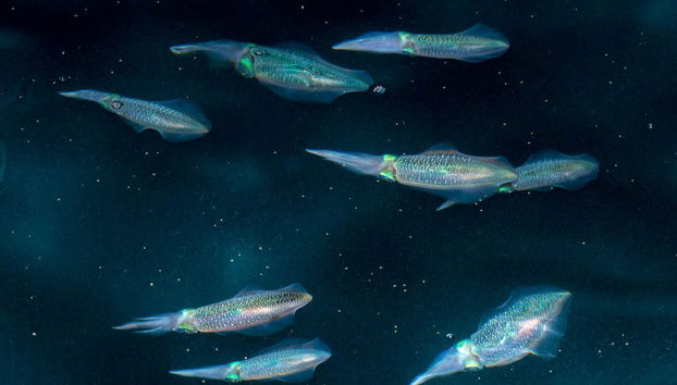 Pesca nocturna en Maafushi - Foto 2