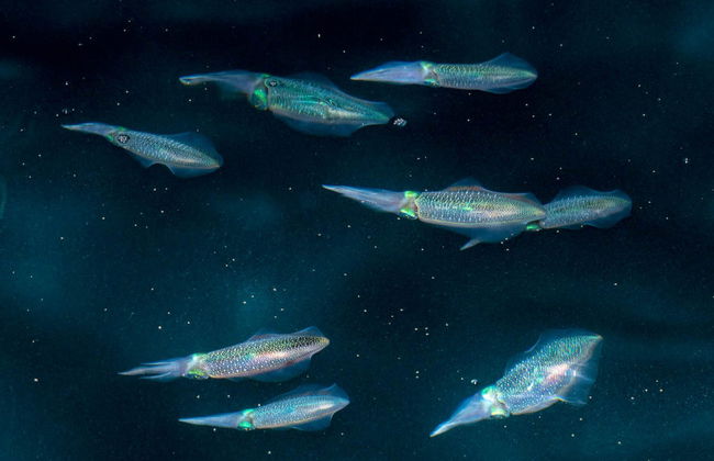 Pesca nocturna en Maafushi - Foto 2