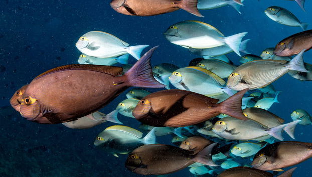Pesca nocturna en Maafushi - Foto 5