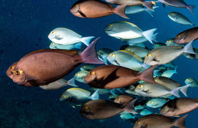 Pesca nocturna en Maafushi - Foto 5