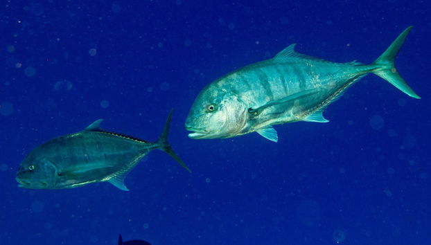 Dhiffushi Night Fishing - Foto 5