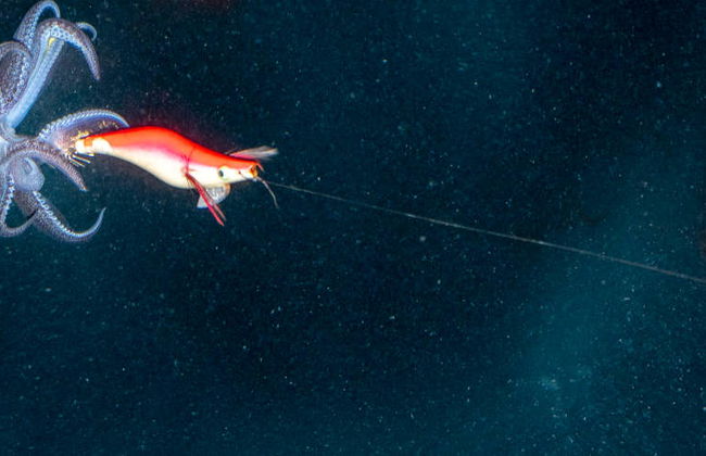 Pesca nocturna en Dhiffushi - Foto 4
