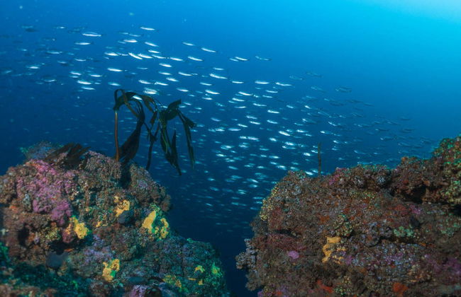 Snorkelling in Foz - Photo 4