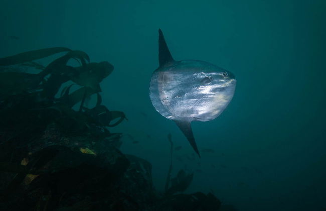 Snorkelling in Foz - Photo 5