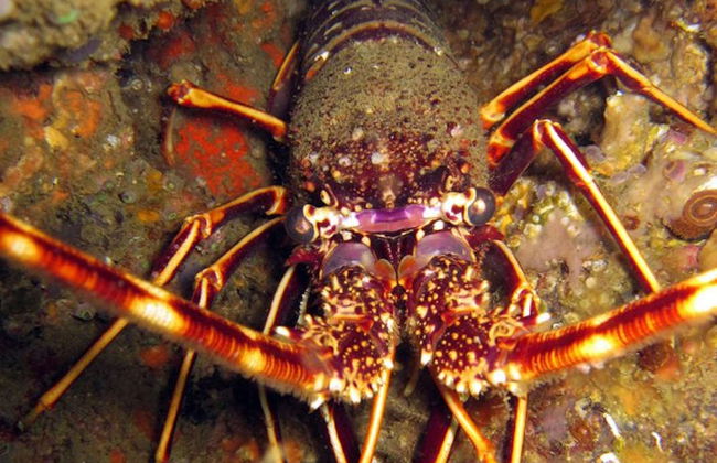Snorkelling in Foz - Photo 6