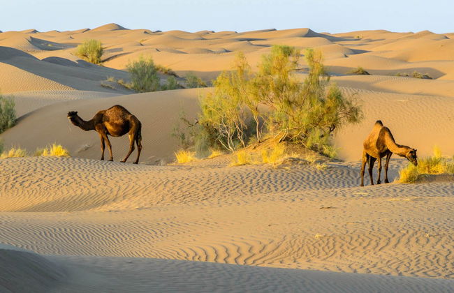 Desert safari privado por el Maranjab - Foto 3