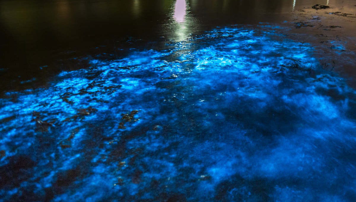 Excursion dans la baie bioluminescente de Maya Bay - Photo 1