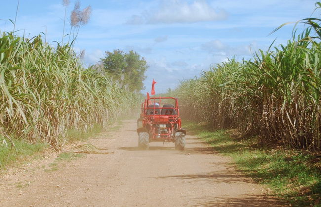 Sugar Field Buggy or Quad Bike Tour - Photo 1