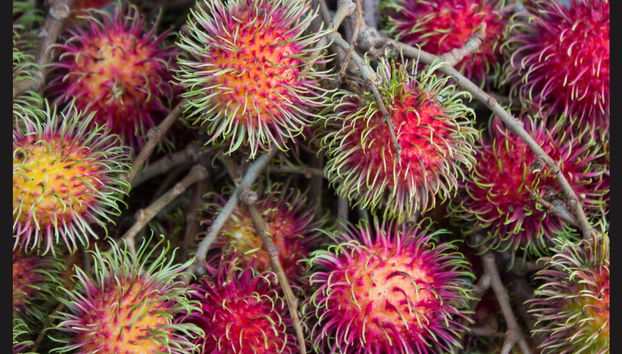 Private Zanzibar Spices Tour - Foto 2