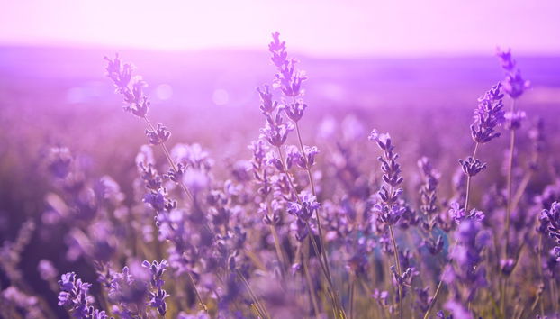 Tour privato dei vigneti e dei campi di lavanda in sidecar - Foto 5