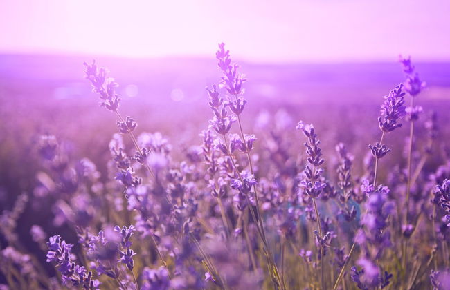 Tour privato dei vigneti e dei campi di lavanda in sidecar - Foto 5