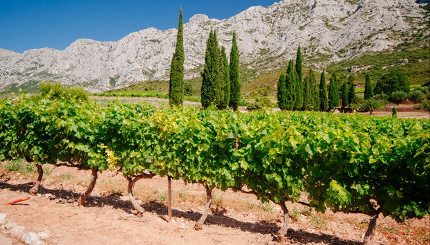 Balade privée en side-car dans les vignobles et les champs de lavande - Photo 5