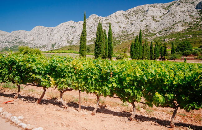 Tour privato dei vigneti e dei campi di lavanda in sidecar - Foto 6