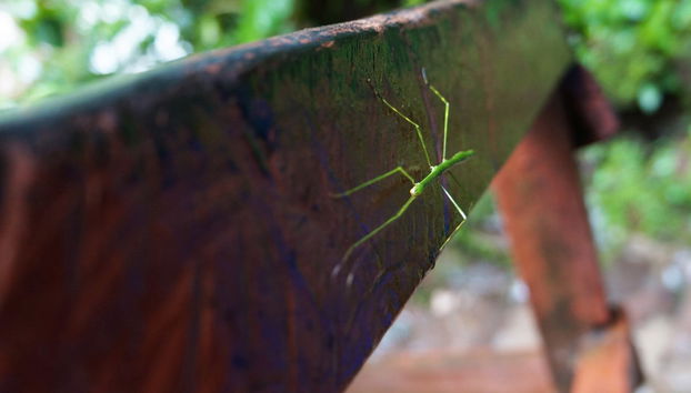 Excursão à Catarata de Ahuashiyacu - Foto 3