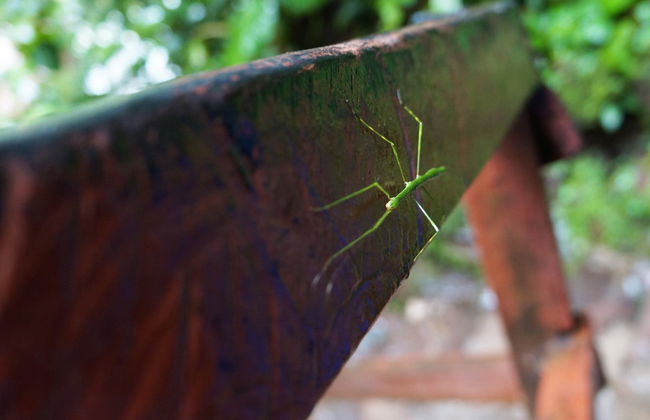 Excursão à Catarata de Ahuashiyacu - Foto 3