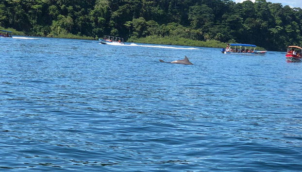 Zapatilla Island & Coral Cay Tour - Foto 5