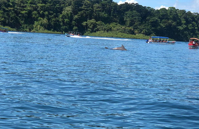 Zapatilla Island & Coral Cay Tour - Foto 5