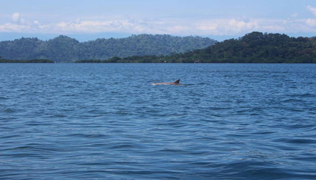 Zapatilla Island & Coral Cay Tour - Foto 4