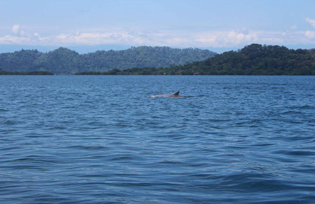 Zapatilla Island & Coral Cay Tour - Foto 4