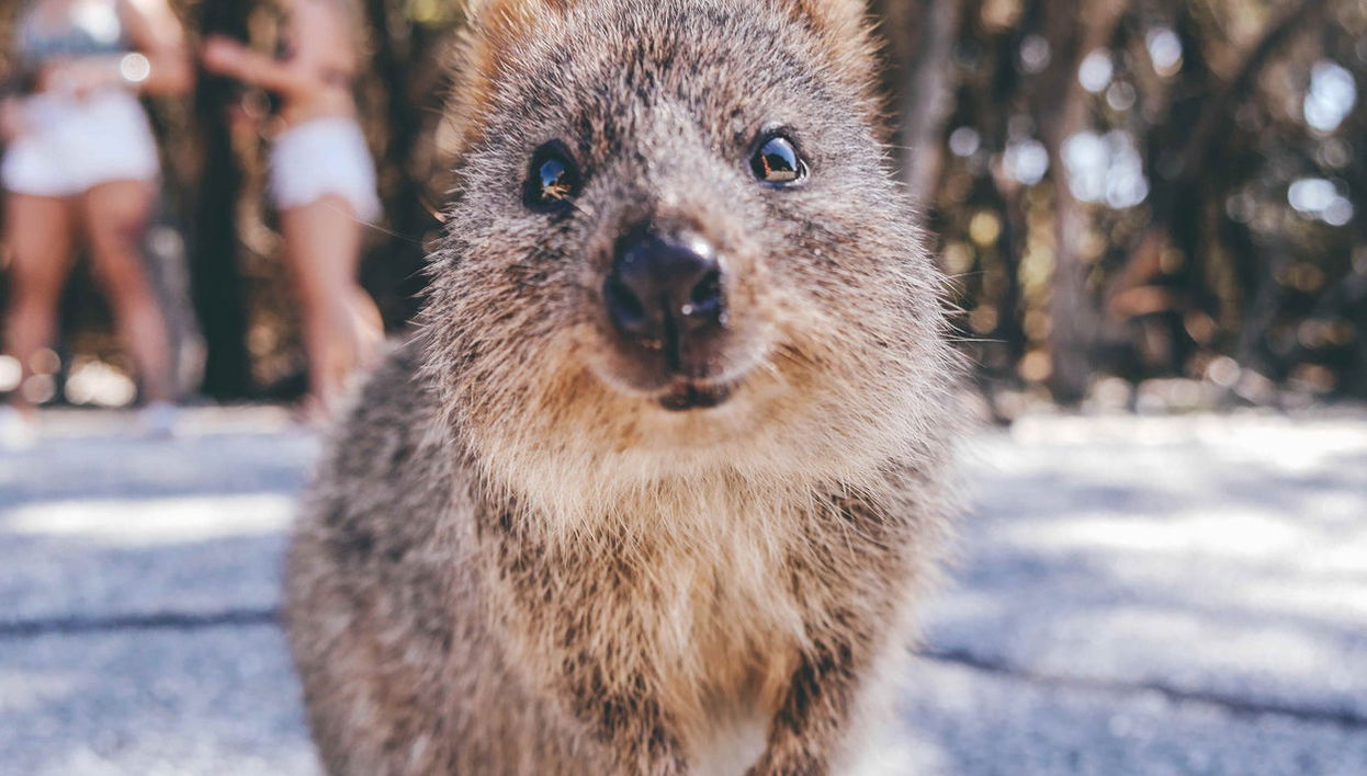 Excursión a la isla de Rottnest en hidroavión - Foto 1