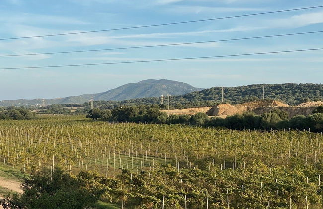 Visite à la découverte du vin d'Olbia - Photo 4
