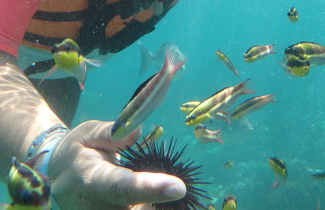 Zihuatanejo Bay Kayaking & Snorkelling - Photo 8