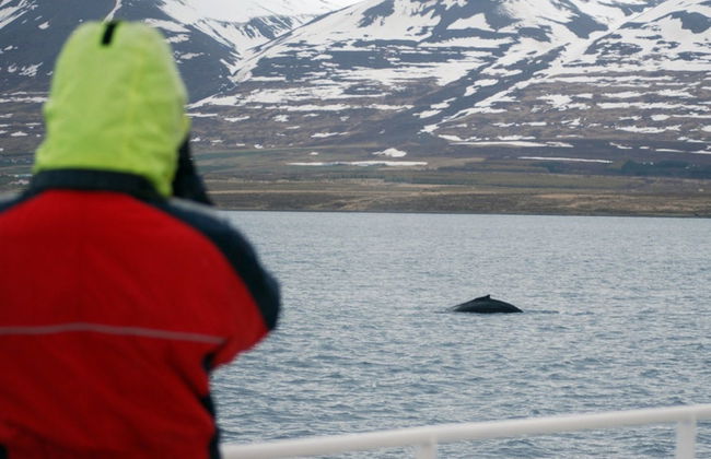 Avistamento de baleias em Akureyri - Foto 6