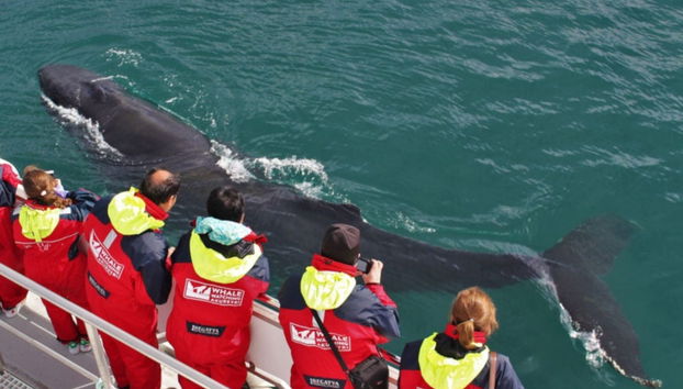 Avistamento de baleias em Akureyri - Foto 4