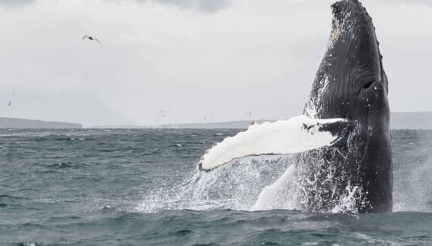 Avistamento de baleias em Akureyri - Foto 5