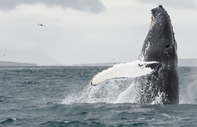 Avistamento de baleias em Akureyri - Foto 5