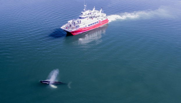 Avistamento de baleias em Akureyri - Foto 2