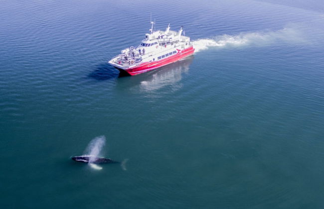 Avistamento de baleias em Akureyri - Foto 2