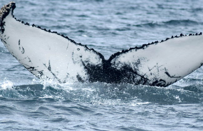 Avistamento de baleias em Akureyri - Foto 1