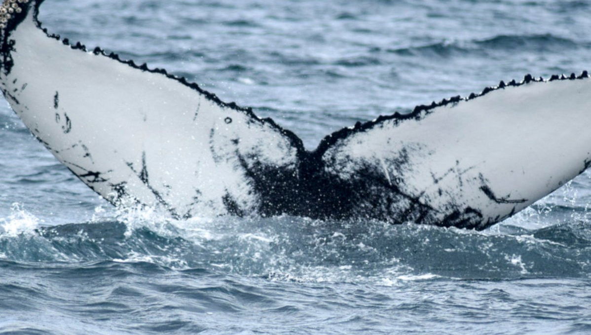 Avistamento de baleias em Akureyri - Foto 1