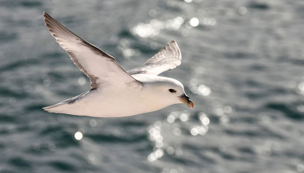 Avistamento de baleias em Akureyri - Foto 3