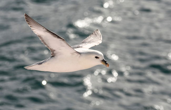 Avistamento de baleias em Akureyri - Foto 3