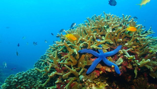 Snorkeling a Moalboal - Foto 4