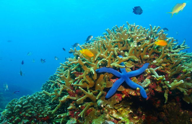 Snorkel en Moalboal - Foto 4