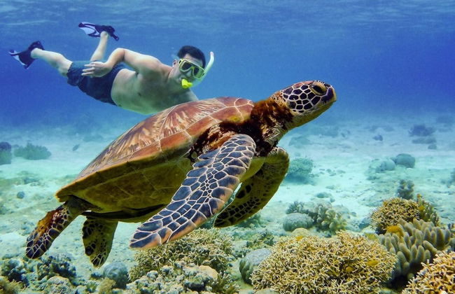 Snorkeling à Moalboal - Photo 2