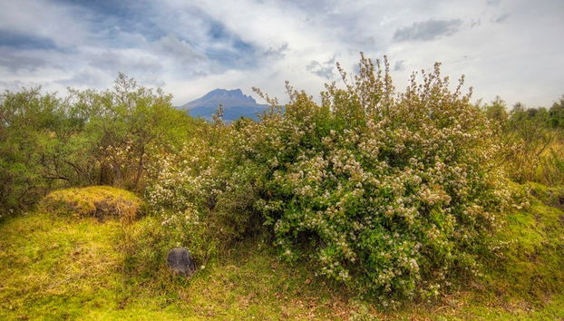 Randonnée dans le Parc National de La Malinche - Photo 4