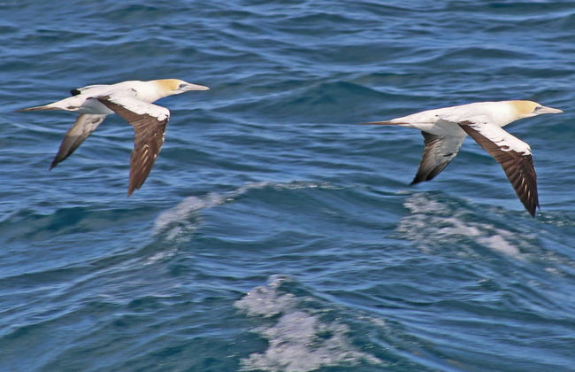 Paseo en barco por la Isla Phillip - Foto 6