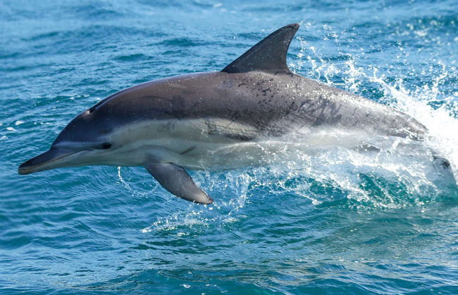 Paseo en barco por la Isla Phillip - Foto 4