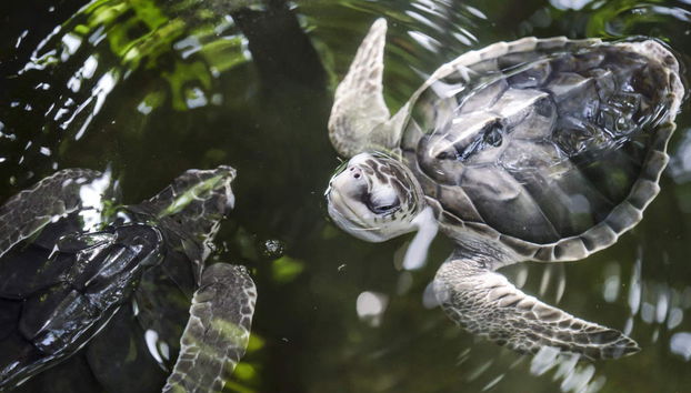 Private Galle Day Trip - Foto 5