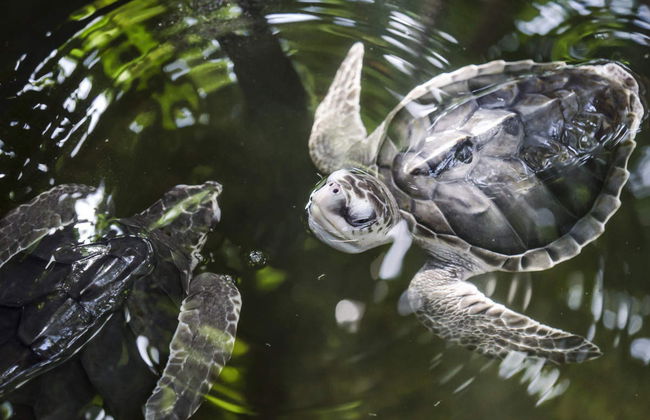 Galle Private Day Trip - Foto 3