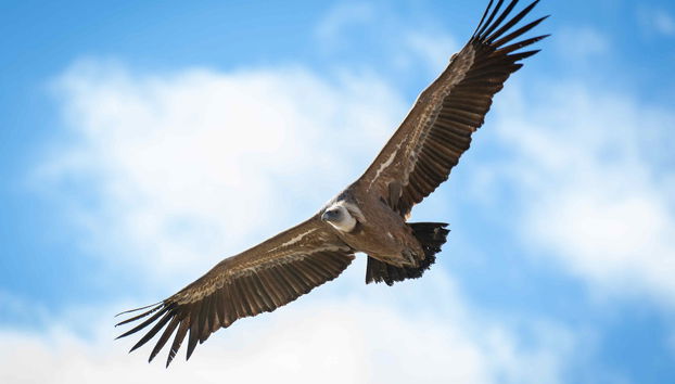 Tour en kayak por las Hoces del Duratón - Foto 3